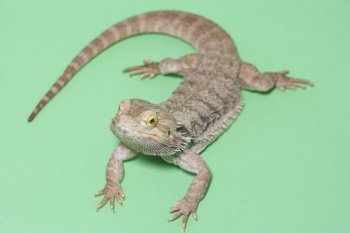 Bearded lizards are native to the deserts of Australia.