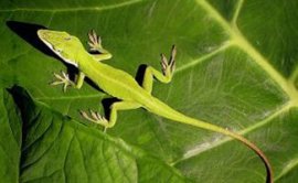 Green anole gecko