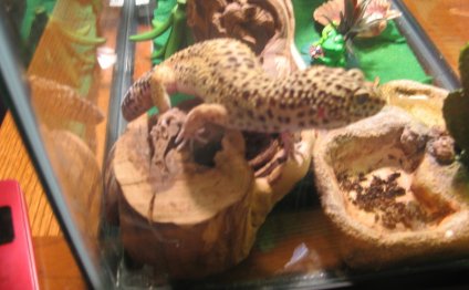 Pets at Home Gecko