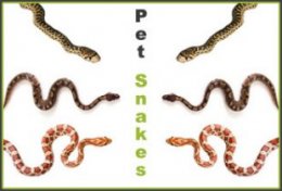 Pet Snakes