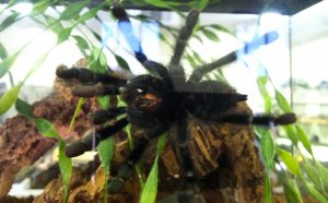Pet store that sell tarantulas