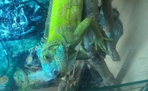 Pets Iguana for sale
