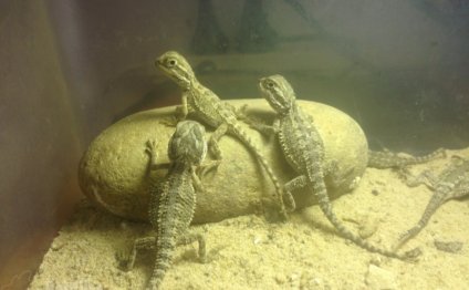 Pygmy Bearded Dragon for sale