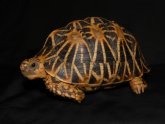 Water Tortoise for sale