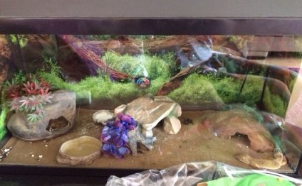 Geckos pets