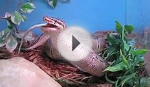 Snake Eating Mouse at pet store