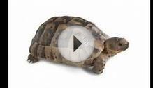 Which Pet Turtle Or Tortoise Is Best For You? | TheAnimalGuyTV