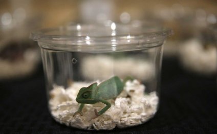 A veiled chameleon for sale at