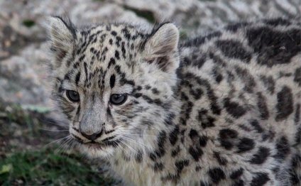 Baby Snow Leopar