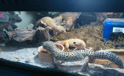 Free leopard geckos with tank