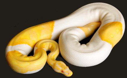 Most Exotic Ball Pythons