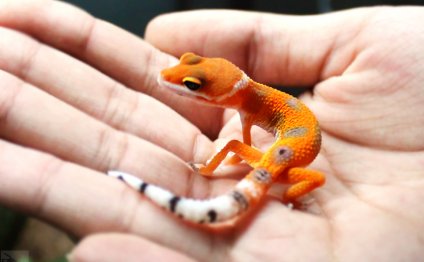 White & Yellow Leopard Gecko