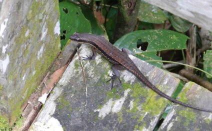 Lizard in Ghana