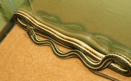 Ribbon snake for adoption