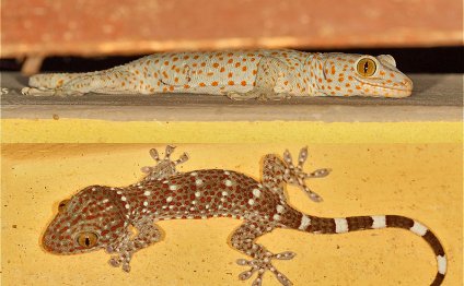 Tokay Gecko — The