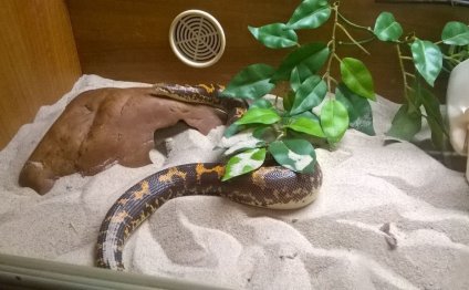 Sand Snakes for sale