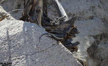 All Kinds of Lizards