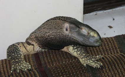 List of monitor lizards