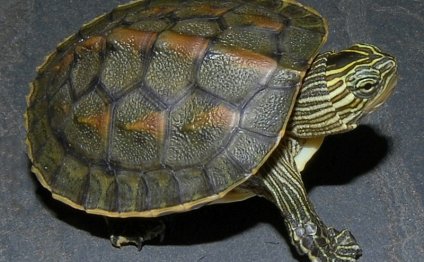 Baby aquatic turtles for sale
