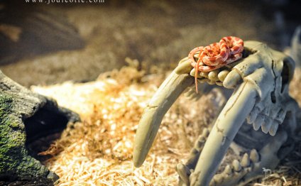 Corn snakes for sale at Petsmart