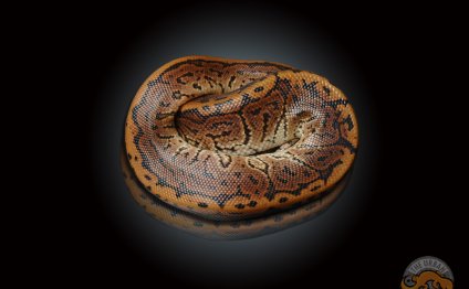Rare Pythons for sale