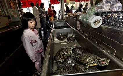 Turtle Frog for sale