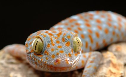 Good lizards to have as pets