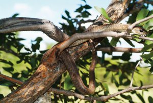 boomslang snake