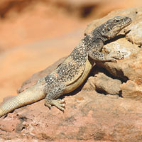 chuckwalla