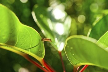 Cold-blooded geckos enjoy life in the tropics.