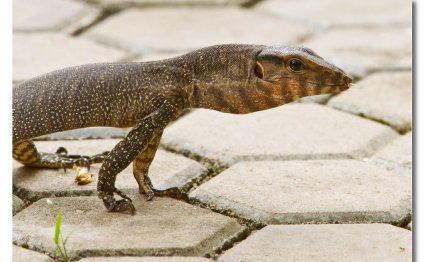 Small Monitor Lizards