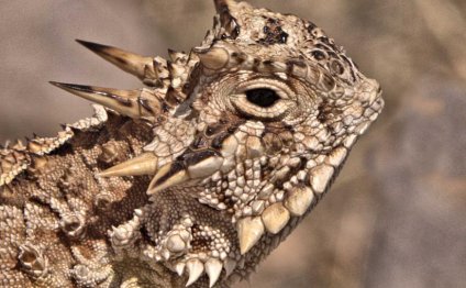 Pet desert lizards