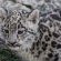 Baby Snow Leopard for sale