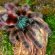 Exotic tarantulas