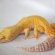 Leopard Gecko for sale free Shipping