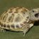 Russian Tortoise Price