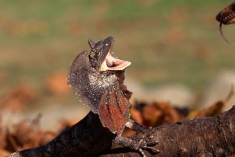 Frilled dragons are fearless against predators.