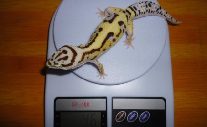 Geckos Leopard Price