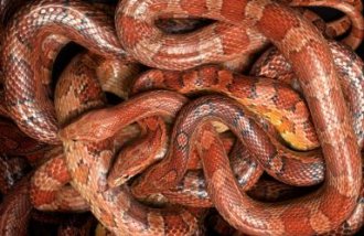 Group of corn snakes form above - Peter Dazeley/Iconica/Getty Images