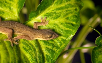Geckos for pets