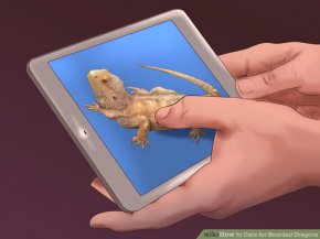 Image titled Care for Bearded Dragons Step 1