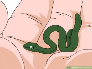 Image titled Care for Snakes Step 8