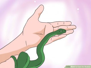 Image titled Care for Snakes Step 3