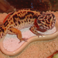 Leopard Gecko Care Sheet