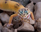 Leopard Gecko Eating