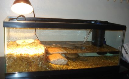 Turtle PetSmart