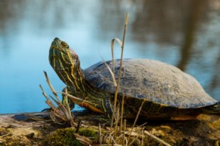 painted turtle