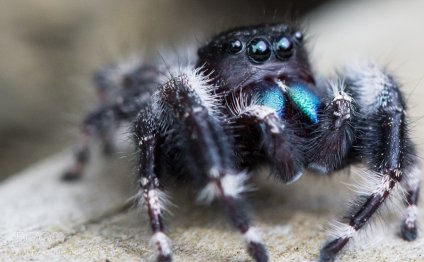 Spiders for sale online