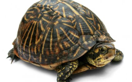 Pet turtles for Kids