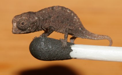 Tiny Chameleon for sale